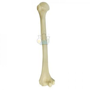 Upper Arm Bone (Humerus) Model